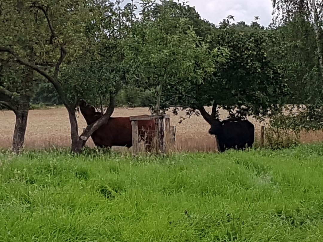 Heute mal ein bisschen was fachliches zu dem was unsere Ochsen zu fressen bekommen:
Auf der Weide fressen unsere Ochsen nur das leckere Weidegras. Eine Mischung aus verschiedenen Gräsern und Klee. 
Wenn wir die Ochsen in die Obstwiese treiben um diese auch kurz zu halten, naschen Sie auch schon mal vom Baum ;-) (siehe Foto)
Im Stall bekommen unsere Tiere eine Mischung aus Grassilage, Maissilage und Kraftfutter. Die Kombination der Silagen versorgen die Ochesn fast optimal mit Energie und Protein. Das Kraftfutter eränzt die Ration mit allem was noch fehlt, z.B. Vitamine und Mineralien.
#wilmsberger_weidefleisch #angus #regional #lebensmittel #landwirtschaft #futter #angusbeef